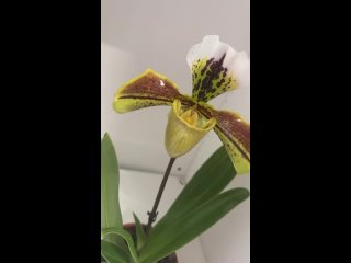 Видео от Орхидеи Фаленопсис.Азия/Голландия.Спб/Россия/СНГ