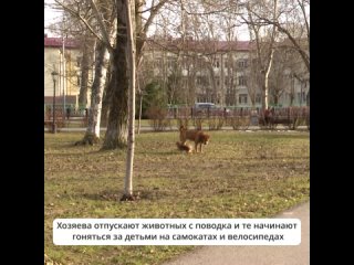 Жители Южно-Сахалинска жалуются на владельцев собак, которые выгуливают своих питомцев в сквере Асахикава
