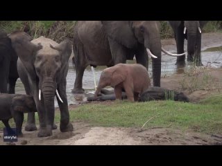 В Южной Африке заметили редчайшего розового слоненка