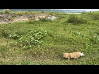 Мама мама кошка, подожди немножко....