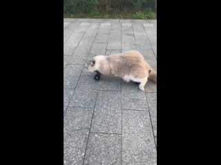 Ленивая прогулка котика