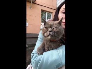 Видео от Группа помощи Британским и Шотландским котам.