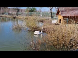 Пернатая пара провела зиму в Ярославском зоопарке. Их домом на несколько месяцев стал местный пруд, а соседями - веселая семья у