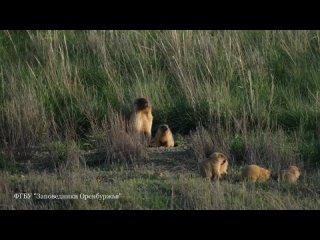 Степной сурок в заповеднике Оренбургский.mp4