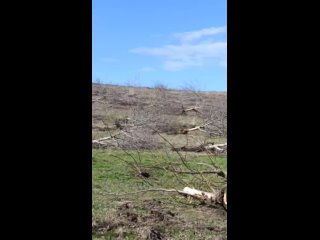В Молдове вырубили целый ореховый сад из-за низкой цены на грецкие орехи