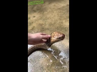 Водные процедуры для королевской кобры 🐍