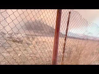 Стадо оленей спасается от лесного пожара в Хасанском округе Приморья