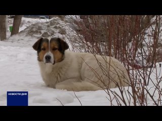 ️ ️ ️ ️ ️В Оренбуржье депутаты Законодательного собрания приняли закон о гуманном умерщвлении безнадзорных животных. По их мнени