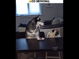 Собака_Улыбака_🐾.mp4