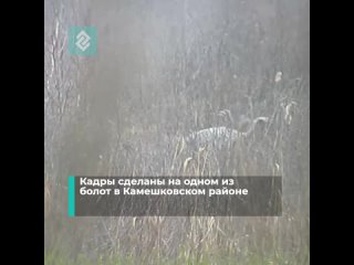 Во Владимирской области в объектив попал Краснокнижный серый журавль