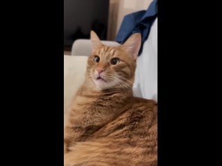 Удивлённый кот.