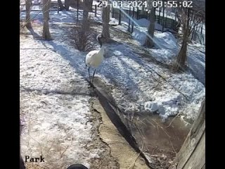 Японские журавли Снеговик и Нико стали больше времени проводить в своем открытом вольере в Муравьевском парке, а значит все жела