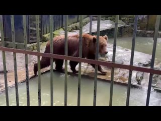 Медвежата бегают за мамой медведицей, а папа медведь ныряет в озеро