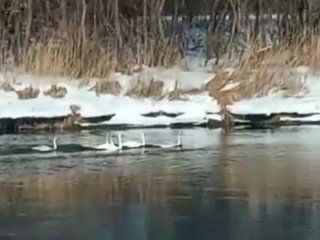 Лебеди-шипуны замечены в Нижегородской области