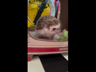 Так вот почему вымерли динозавры (видео)