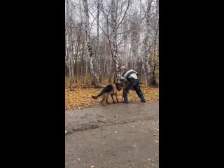 Video by Дрессировка собак в Новосибирске