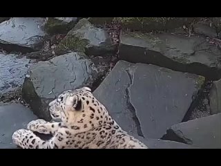 В зоопарке установили новую камеру наблюдения, и она напугала этого снежного барса.