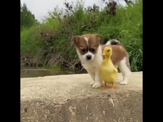 Видео от Птица.Сергиево