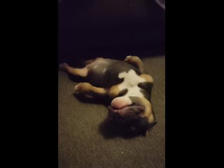 Видео от BULLYTERRITORIES Ам.БУЛЛИ собака моей мечты!