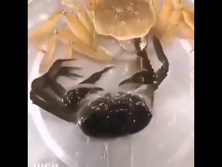 This crab shedding his old shell.