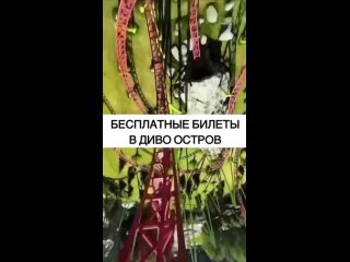 Видео от Куда пойти СПб, События Питер