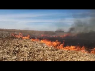 С 5 апреля в Пензенской области действует особый противопожарный режим