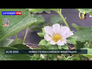А вы знаете, какую в ДНР выращивают клубнику?