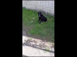 Видео от Помощь бездомным животным в Ковылкино