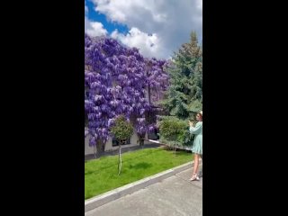 Video by Valentina Semyonova