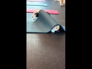 @puppyoga_lietuva=