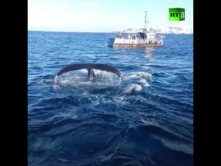 Встреча с китами в открытом море