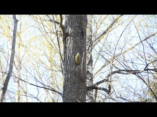 Седой дятел в Зеленом Городе ()