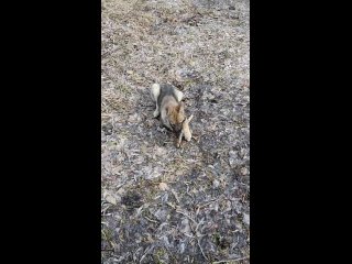 Видео от Полевской приют для бездомных животных