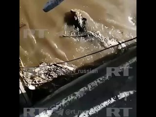 В Саранске спасатели вытащили сторожевую собаку, которая упала в реку и застряла у шлюзов плотины из-за быстрого течения. Сейчас