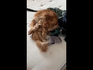 Видео от МЕЙН-КУН  Гардарика. Котята.