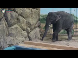 В Казани зоопарк показал, как слон использует зубочистку ️