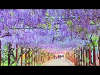 100-метровый цветочный коридор из глициний – это сказочный мир