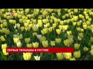 Первые ростовские тюльпаны