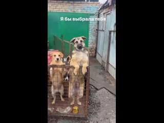 Video by Волонтерство по пристою и пиару животных!