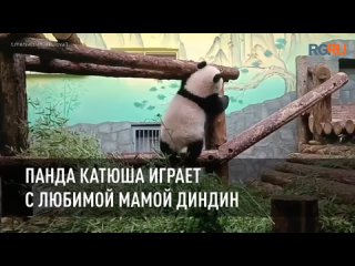 Панда Катюша играет с любимой мамой Диндин