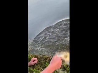 Hillbilly hand fishing