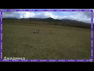 Россиянин дроном отогнал стаю бродячих собак от телёнка