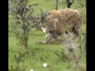 Гиена утащила дитя антилопы