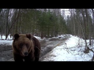 В марийском заповеднике медведь после спячки попозировал на камеру