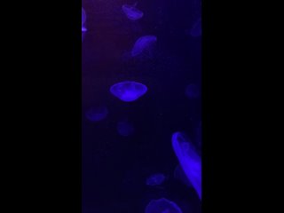 Ленинградский зоопарк поделился завораживающим видео с медузой аурелией