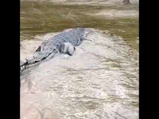 Необычный обед крокодила в Австралии - мужчины кормят хищника рыбой