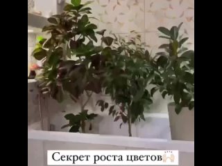 Горячий душ для комнатных растений