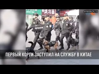 Первый корги заступил на службу в Китае  Песика зовут Фу Цзай, он специализируется на поиске взрывча