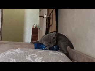 Видео от Русские голубые кошки в Иркутске