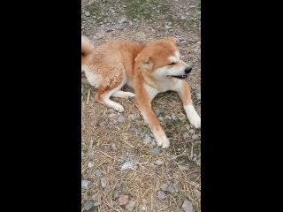 Video by Японские собаки и не только